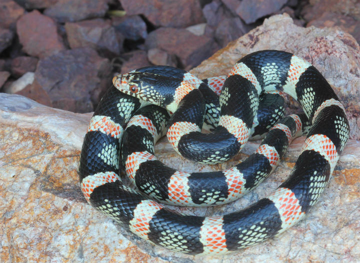 Long-nosed Snake